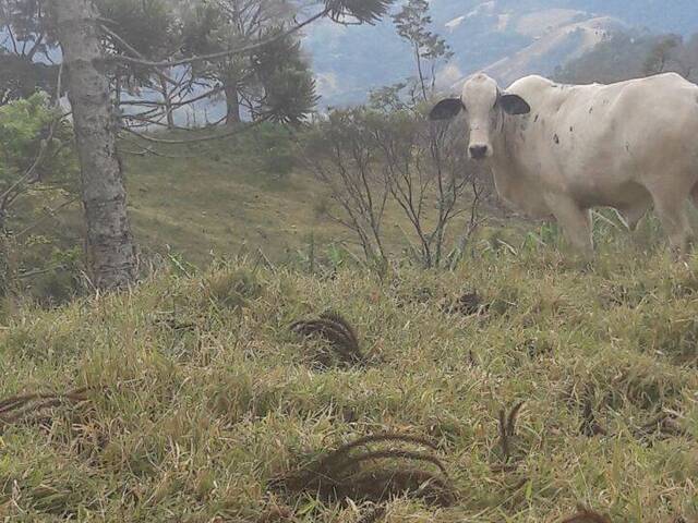 #1029 - Sítio para Venda em São Bento do Sapucaí - SP - 1