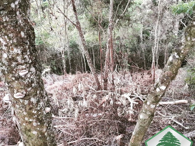 #2020 - Área para Venda em Campos do Jordão - SP - 3