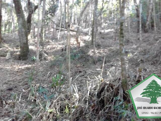 Terreno para Venda em Campos do Jordão - 5