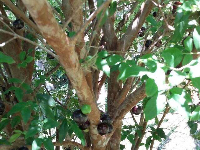 Chácara para Venda em Santo Antônio do Pinhal - 5